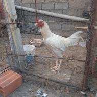 خروس معاوضه