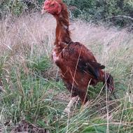 خروس لاری جوجه کش