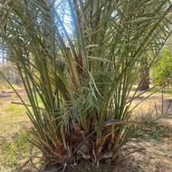 دمیت نخل کبکاب