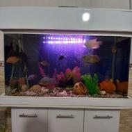 اکواریوم فوری فوری