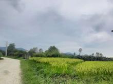 فروش زمین کشاورزی 17000 متر در ولی آباد در شیپور