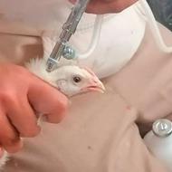 واکسیناسیون طیور