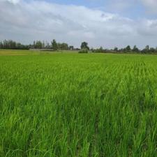 فروش زمین کشاورزی ده هکتار در ساری