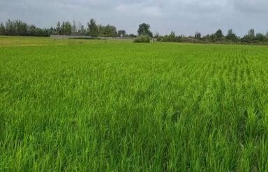 فروش زمین کشاورزی ده هکتار در ساری