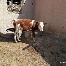 کارگر ساده جهت کار در گاوداری