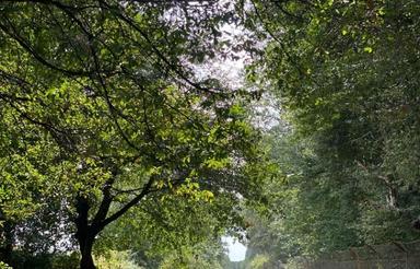 فروش زمین 280 متر در فرح آباد جنوبی