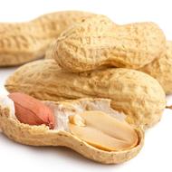 پوسته بادام زمینی 8/300 گاو گوسفند اسب