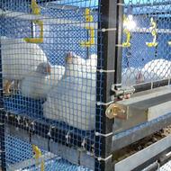 قفس بزرگ مرغ گوشتی