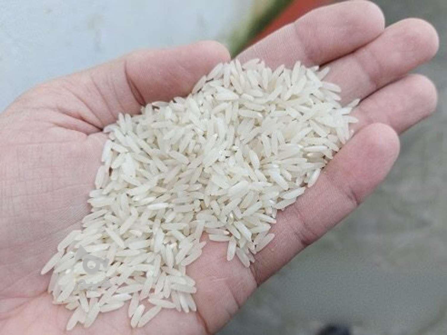 برنج همه رقم موجود