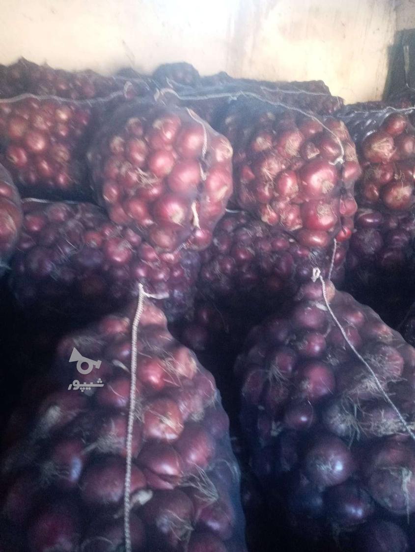 پیاز قرمز صادراتی