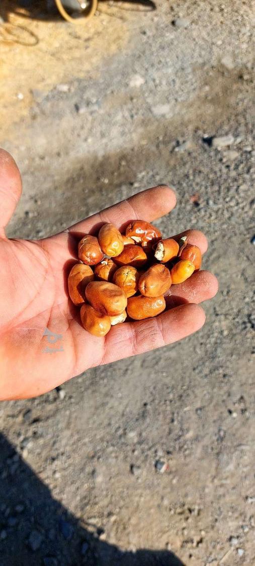 سنجد تازه امسال خشک شده