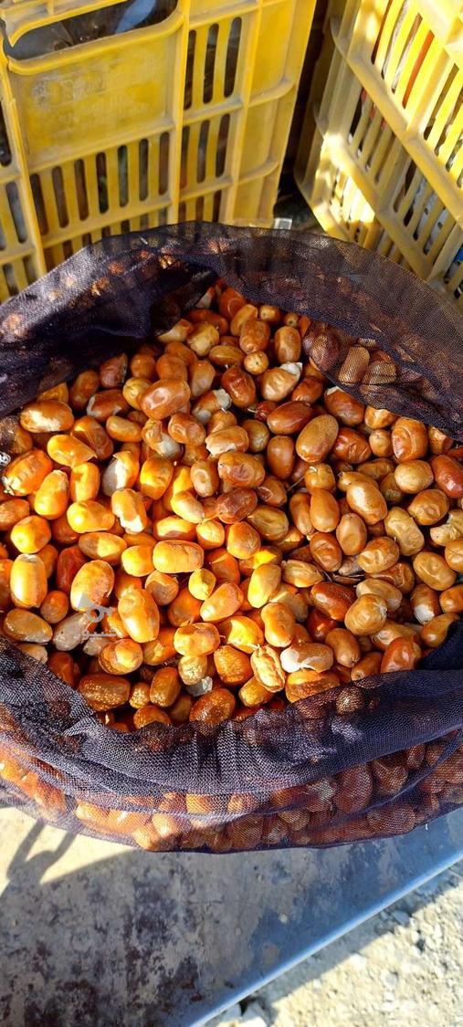 سنجد تازه امسال خشک شده