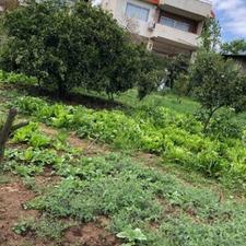 زمین 200 متری موقعیت بی‌نظیر کوچه عیونی نشین شکتا