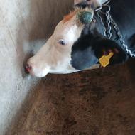 شاخ بری و سم تراشی گاو و گوساله تحت نظر دام پزشکی