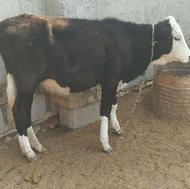 گوساله جنس بالا(گاو)