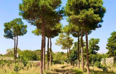 5 هزار متر باغ ویلا ششدانگ تهاتر فروش