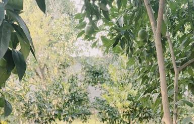 فروش زمین باغی