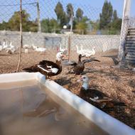 جوجه اردک خارجی شکلاتی