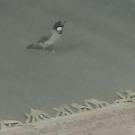 قناری فوق دستی