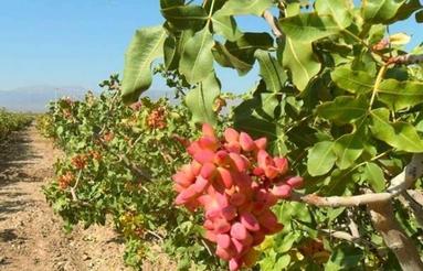 باغ پسته 14 هکتار با 87ساعت آب