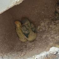 طوطی بزریلی نژاد هلویی