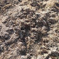 فروش کود گاوی