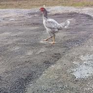 خروس لاری مرغ لاری و جوجه لاری اصیل