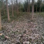 هرس کردن درخت و تمیز کردن باغ های رها شده