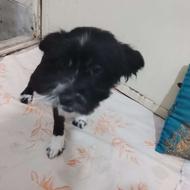 واگذاری سگ اروم مهربان واگذار