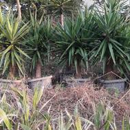 یوکا گلدان 40 برگ بو گلدان 4