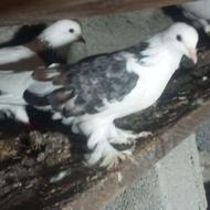 کبوتر یک کت نرمست