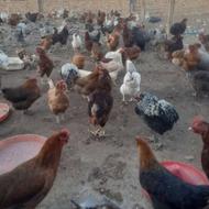 فروش مرغ وخروس