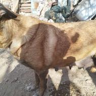 توله ژرمن و مالینویز واگذاری