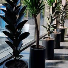 باغبانی و گل و گیاه