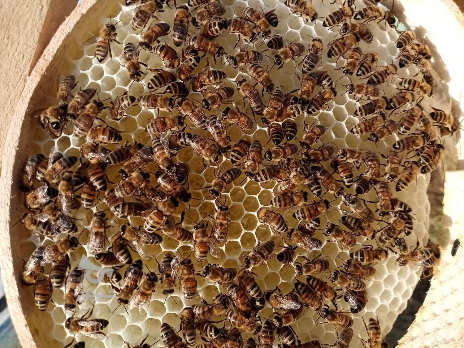 عسل تازه وطبیعی