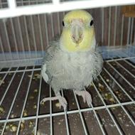 عروس هلندی سخنگو