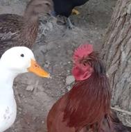 فروش مرغ و خروس