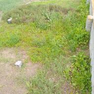 فروش فوری یه قطعه زمین 284 متر خانه سرا