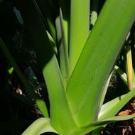 گل بابا آدم غول پیکر