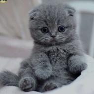 بچه گربه اسکاتیش