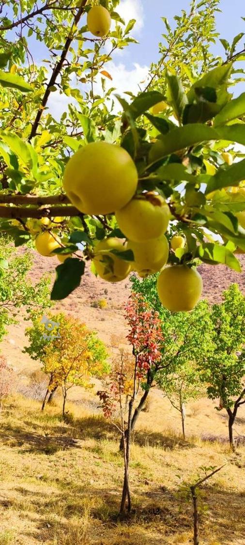 زوج جوان شهرستان بدون بچه ایم جویا کار سرایداری در باغ ویلا - undefined