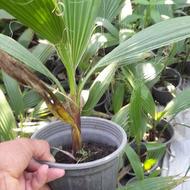 پالم سطل 3 تنه قرمز 1000 عدد