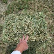 خریدوفروش یونجه