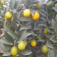 لیمو ترش لایم کوات آبدار و خوش طعم