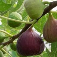 نهال انجیر یک و دوساله