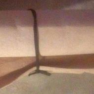 زیرمبلی-موکدساده-تمیزورنگ-خاکی-حدودان-دوتا7/متردرحدنو250