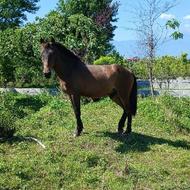 اسب نر جوان