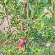 فروش باغ میوه و انگور.بارده و سرحال