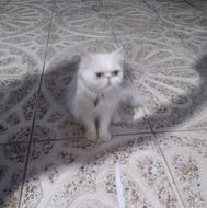 گربه پرشین مادع