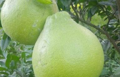 یک قطعه باغ تامسون.